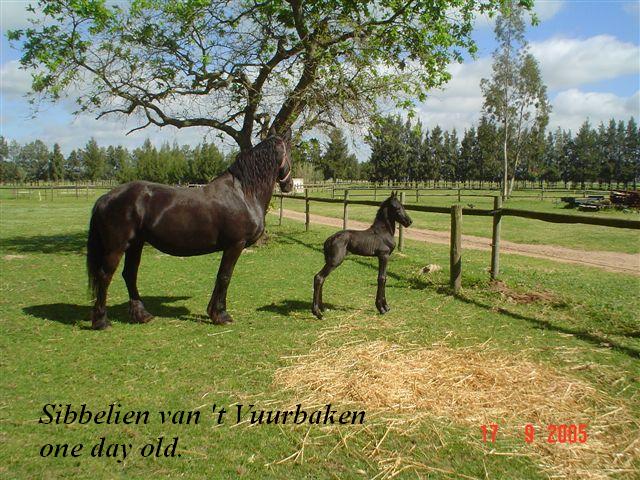 Mother with her Foal