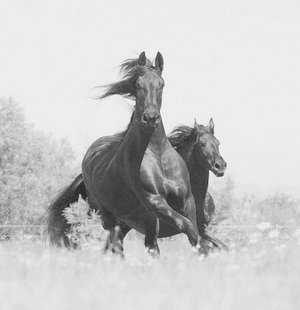 Friesian horse - Madelien