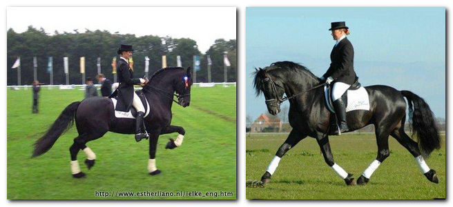 Friesian horses dressage