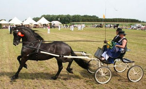 Friesian horses in sport